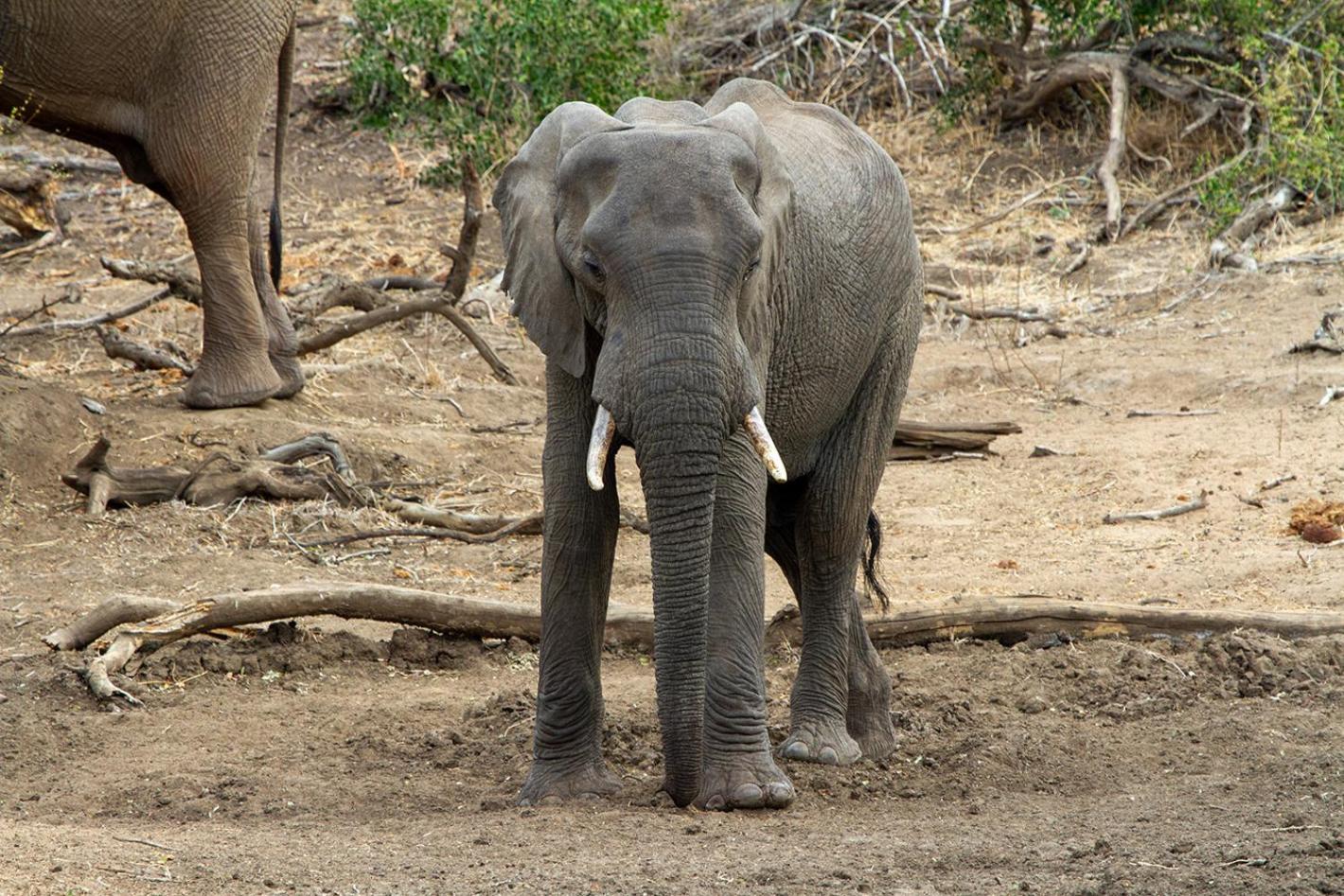 Tomo Safari Alojamento de Turismo Selvagem Hoedspruit