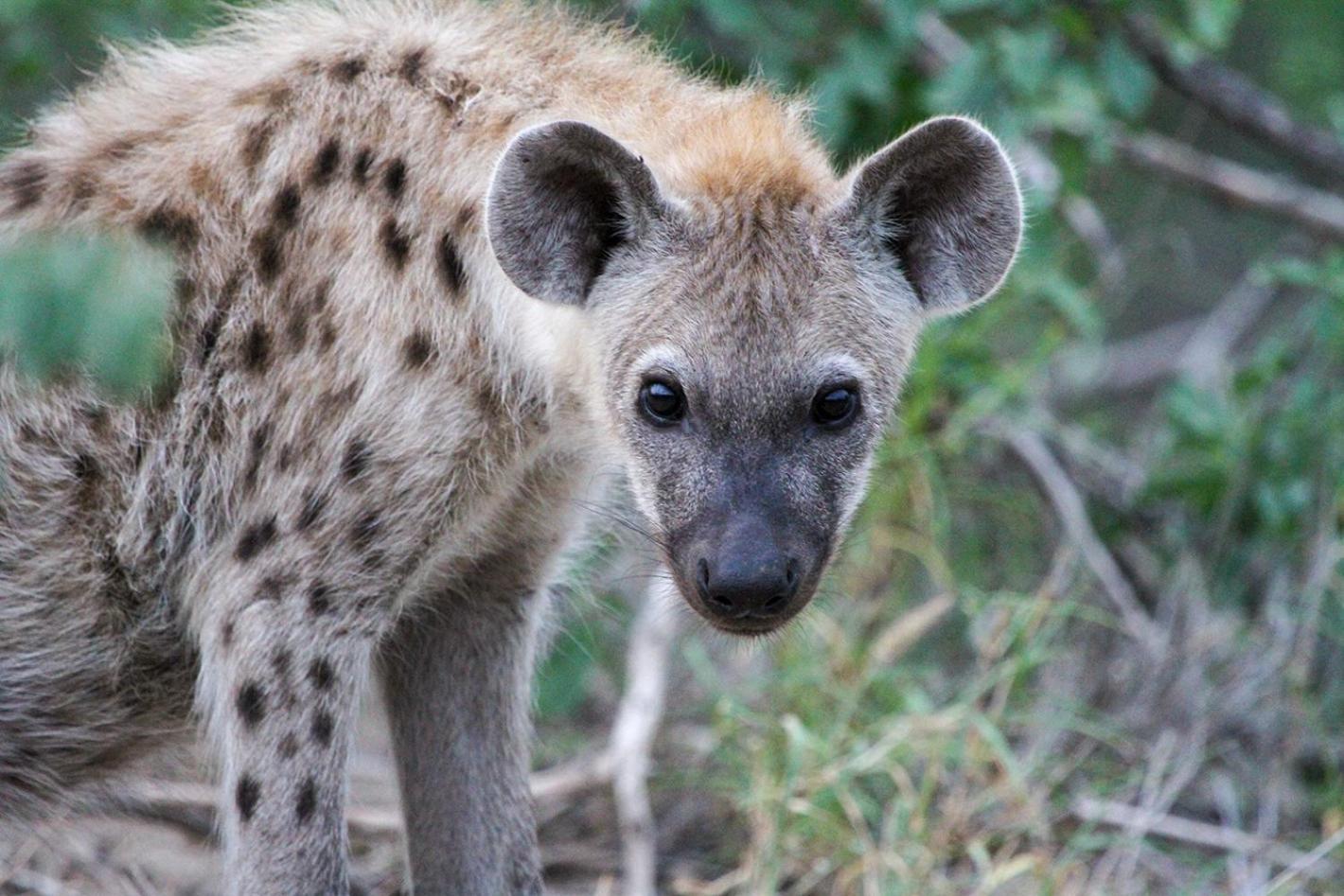 Tomo Safari *