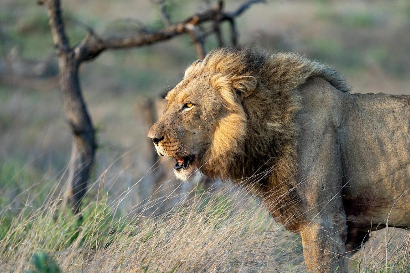Tomo Safari Alojamento de Turismo Selvagem *