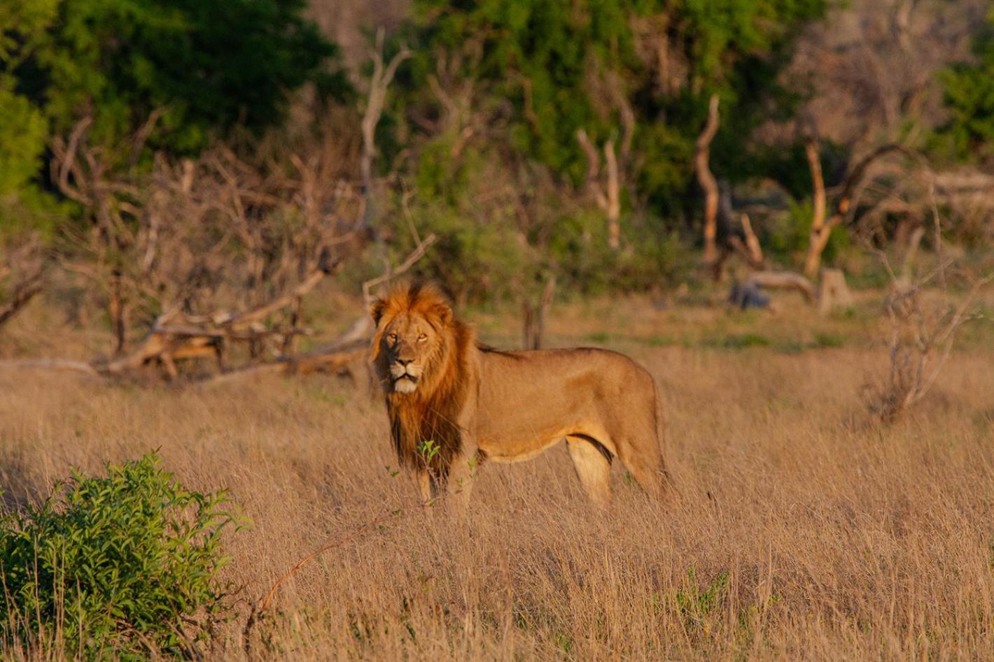 Alojamento de Turismo Selvagem Tomo Safari *
