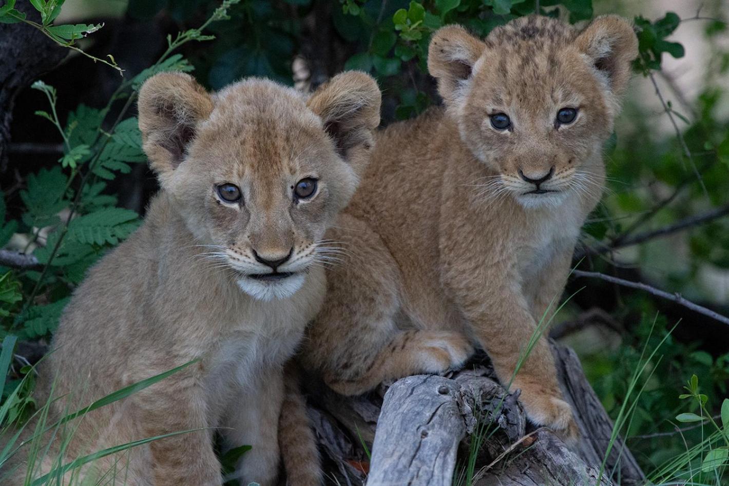 Tomo Safari Alojamento de Turismo Selvagem Hoedspruit