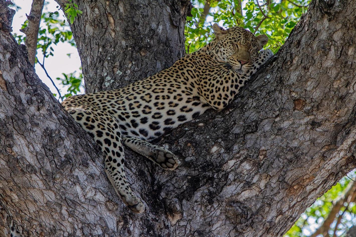 Alojamento de Turismo Selvagem Tomo Safari Hoedspruit